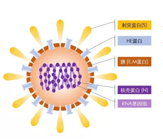 疫情來勢洶洶,如何做好個人防護?這些問題要明白!- 疫情來勢洶洶,如何做好個人防護?這些問題要明白!-