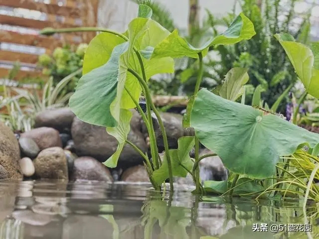 南北花園給排水問題差異大，你知道嗎？-